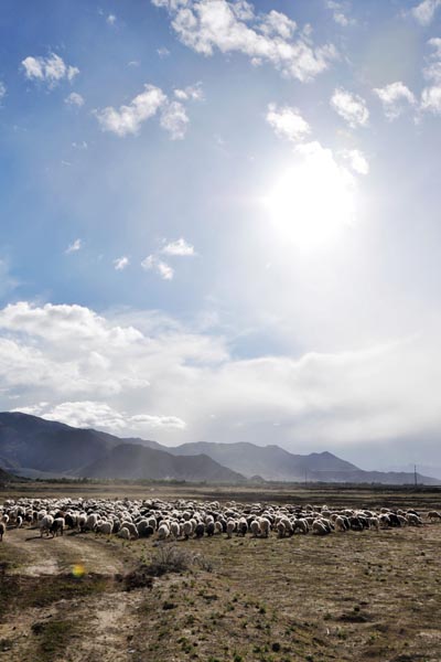 Sheeps roam about the grassland on the plateau. Animal husbandry in Tibet has enjoyed rapid development in the past 60 years. [Photo:CRIENGLISH.com] 