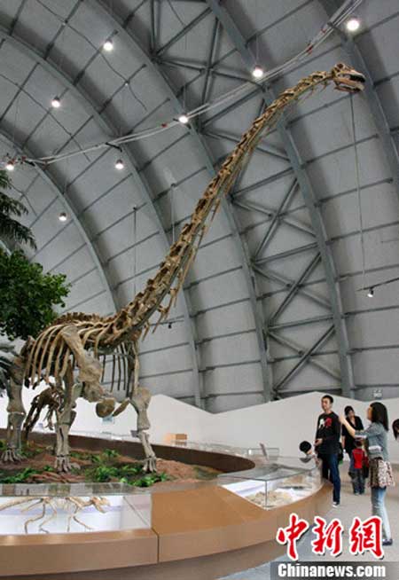 A dinosaur skeleton is displayed in the Paleontological Museum of Liaoning. Photo: Chinanews.com 