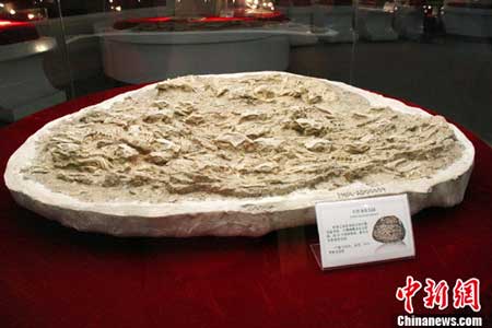 A fossil displayed at the Paleontological Museum of Liaoning shows a cluster of 39 baby dinosaurs. Photo: Chinanews.com 