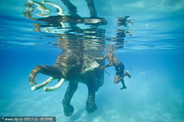 Rajan, 61, the world&apos;s last and only ocean swimming elephant spends time swimming in the sea with his 59-year-old mahout (elephant handler), Nazrool, on Havelock Island, which is part of the Andaman and Nicobar Island chain, India, May 21, 2011.