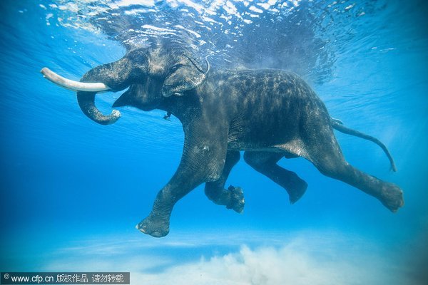 Rajan, 61, the world&apos;s last and only ocean swimming elephant spends time swimming in the sea with his 59-year-old mahout (elephant handler), Nazrool, on Havelock Island, which is part of the Andaman and Nicobar Island chain, India, May 21, 2011. 