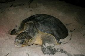 A nesting olive ridley sea turtle on the coast of Gabon. [Wildlife Conservation Society] 