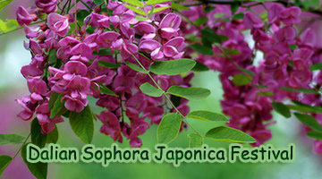 Sophora Japonica Festival in Dalian