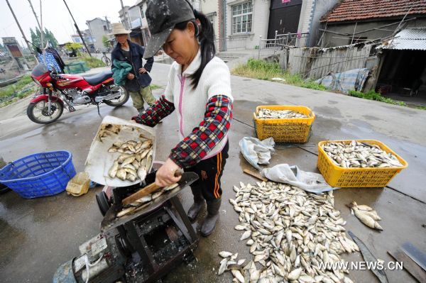 A fish buyer breaks dead fish into pieces as livestock feed at the bank of the Honghu Lake in Honghu City, central China&apos;s Hubei Province, May 24, 2011. Plagued by a severe drought which is spreading throughout China&apos;s southern regions, Honghu Lake has dwindled by a third in water surface and dropped down to less than 40 centimeters in its deepest place. (Xinhua/Hao Tongqian) (zn) 