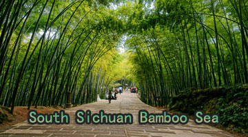 South Sichuan Bamboo Sea