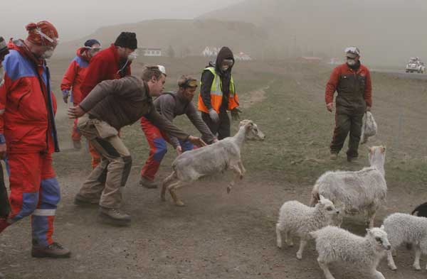 Farmers collect sheep fearing ash cloud