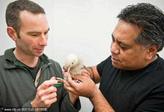 A rare white kiwi chick has been born at New Zealand's Pukaha Mount Bruce National Wildlife Center. The bird, was named Manukura or 'Chiefly One' by members of a local Maori tribe.