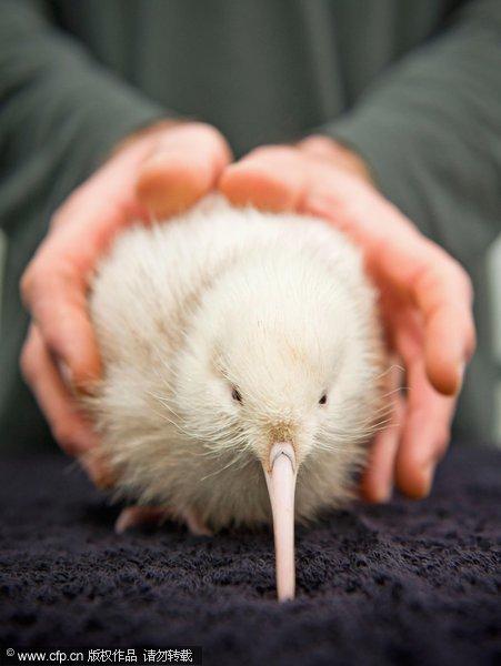Rare white kiwi was born in New Zealand 