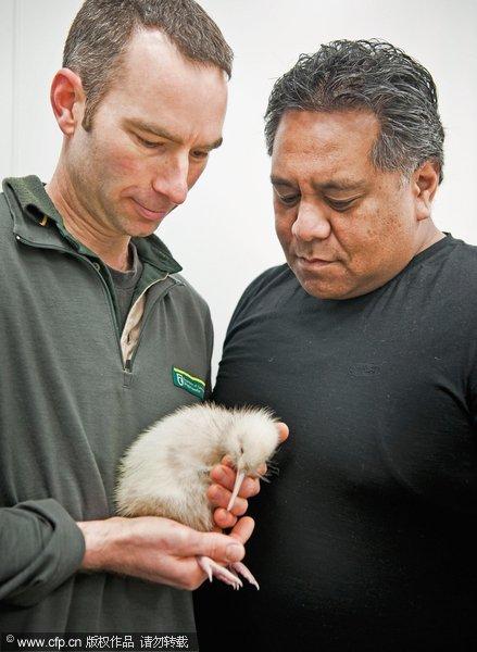 A rare white kiwi chick has been born at New Zealand's Pukaha Mount Bruce National Wildlife Center. The bird, was named Manukura or 'Chiefly One' by members of a local Maori tribe.