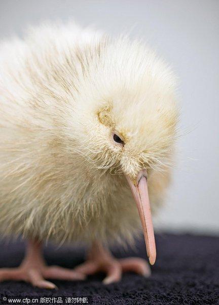 A rare white kiwi chick has been born at New Zealand's Pukaha Mount Bruce National Wildlife Center. The bird, was named Manukura or 'Chiefly One' by members of a local Maori tribe.