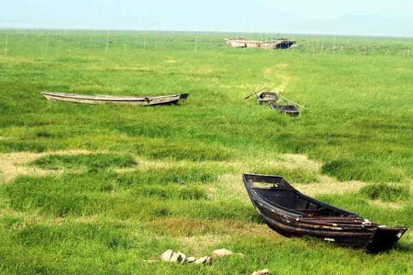 Fishing boats are stranded on grassland, which was once the bed of Poyang Lake — China's largest fresh water lake, in Jiujiang, East China's Jiangxi province, on Saturday. Because of a severe drought, the area of Poyang Lake has shrunken to less than half its usual size.