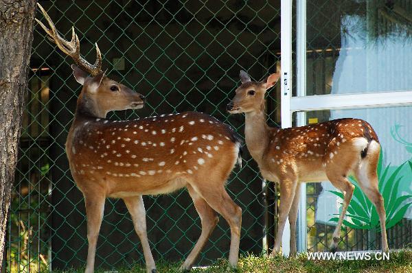 The spotted deer sent by Taiwan are seen in the Liugongdao National Forest Park in Weihai City, east China&apos;s Shandong Province, May 28, 2011. [Xinhua]