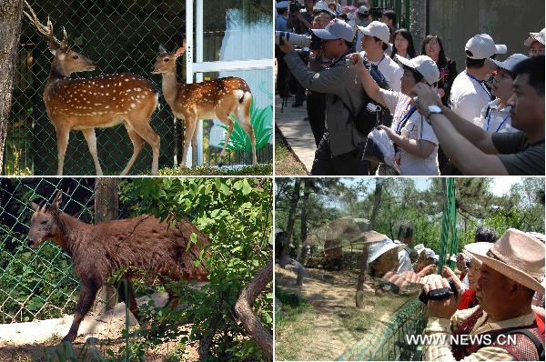 The combined photo shows tourists visiting the spotted deer and goat sent by Taiwan in the Liugongdao National Forest Park in Weihai City, east China&apos;s Shandong Province, May 28, 2011. A pair of spotted deer and two goats sent by Taiwan as gifts to the Chinese mainland last month, made their first formal public appearance Saturday at Liugong Island National Forest Park. [Xinhua]