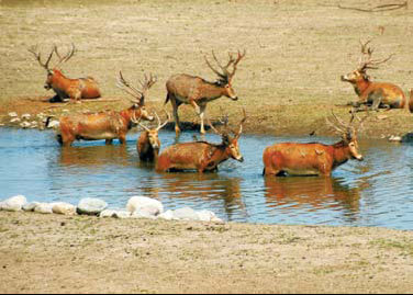 Elks take a rest near a bank of a lake at Beijing Nanhaizi Country Park in Daxing district. [China Daily] 