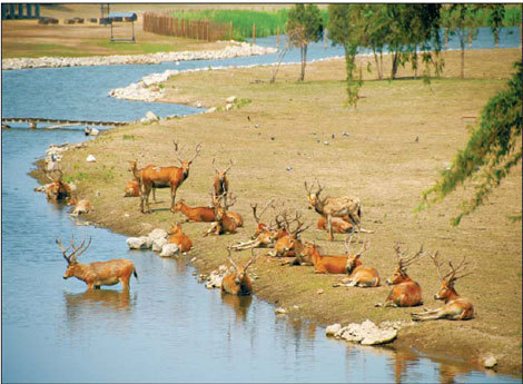 Clockwise from top: Milu deer relax by the side of a lake at the Beijing Nanhaizi Country Park in Daxing district, where work on the second phase of its development has already started