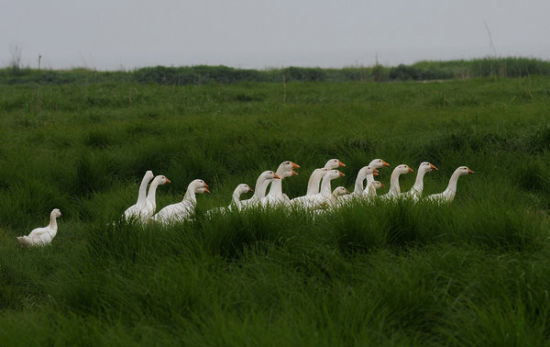 A flock of Geese were looking for food in dried-up Chaohu Lake in Zhonghan township, Chaohu City of China&apos;s Anhui province on Monday, May 31, 2011.