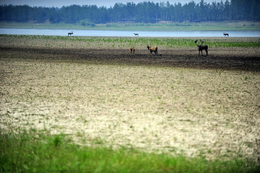Milu deer wanders at a national nature reserve for milu deer, or Père David&apos;s deer, in Shishou, central China&apos;s Hubei Province, May 30, 2011. 