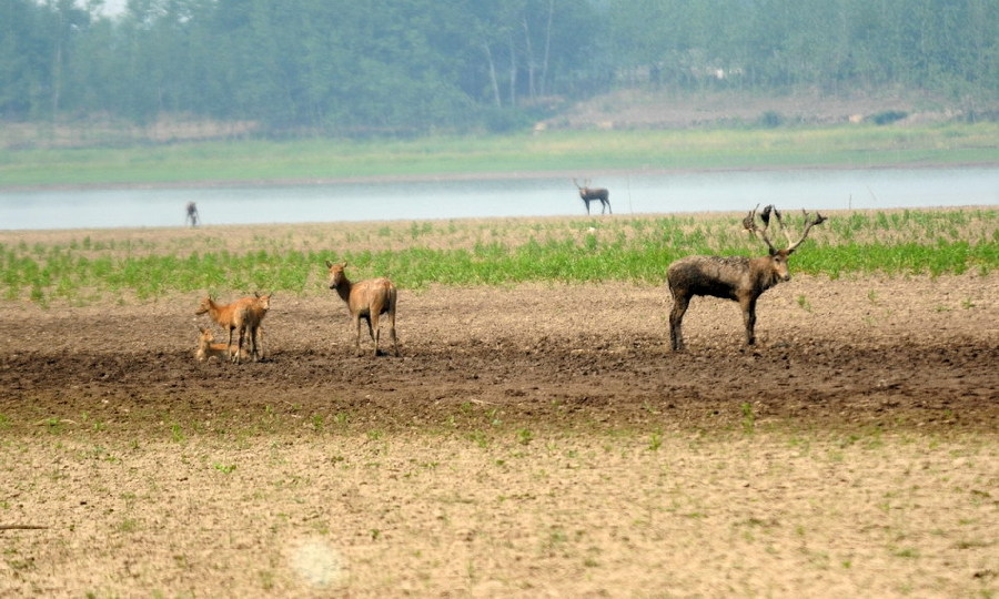 Milu deer wanders at a national nature reserve for milu deer, or Père David&apos;s deer, in Shishou, central China&apos;s Hubei Province, May 30, 2011. 