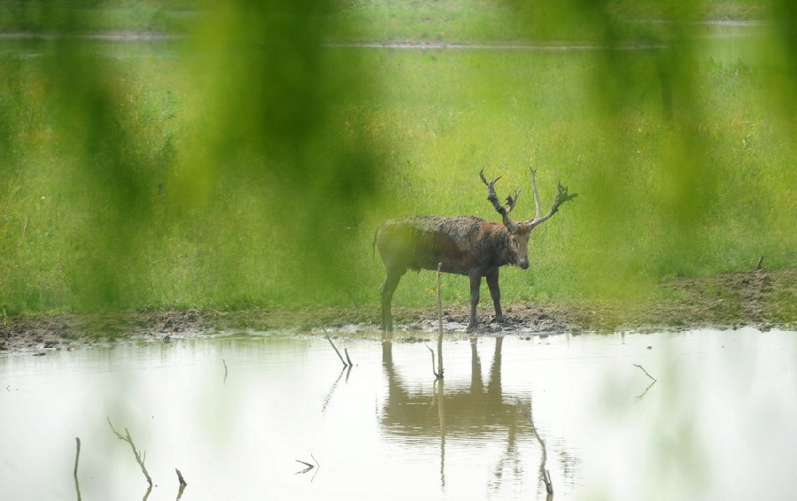 Milu deer wanders at a national nature reserve for milu deer, or Père David&apos;s deer, in Shishou, central China&apos;s Hubei Province, May 30, 2011. 