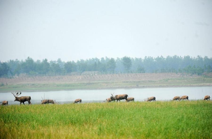 Milu deer wanders at a national nature reserve for milu deer, or Père David&apos;s deer, in Shishou, central China&apos;s Hubei Province, May 30, 2011. 