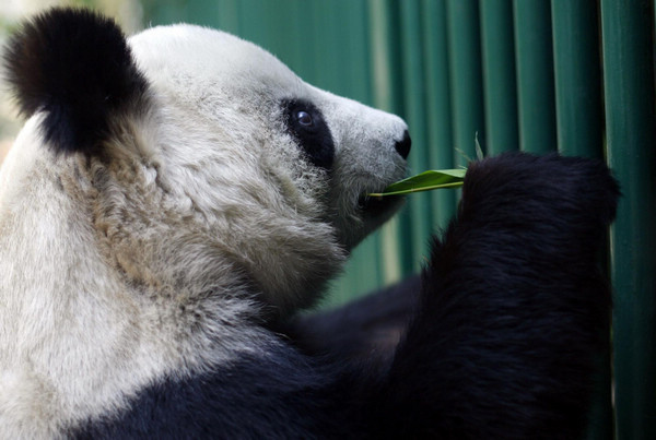 Shuan Shuan, a 25-year-old female Giant Panda, chews bamboo shoots at her enclosure at the Chapultepec Zoo in Mexico City May 30, 2011. 
