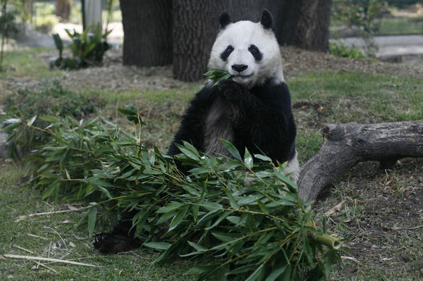 Shuan Shuan, a 25-year-old female Giant Panda, chews bamboo shoots at her enclosure at the Chapultepec Zoo in Mexico City May 30, 2011. Marta Delgado, Mexico&apos;s minister of environment, announced today in a news conference that Chinese reproduction specialists will travel to Mexico to inseminate Shuan Shuan and Xin Xin with semen obtained from panda bears in China. [China Daily] 