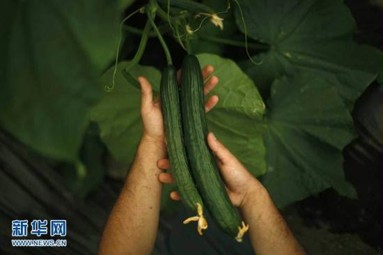 European countries have traded blame over the source of a mysterious bacterial outbreak that has killed 14 people and sickened hundreds. German authorities have identified cucumbers from Spain as contamination sources.