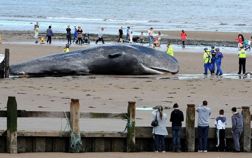 A 20 ton sperm whale lies dead after beaching on May 31, 2011 in Cleveland, England. [Photo/Agencies]