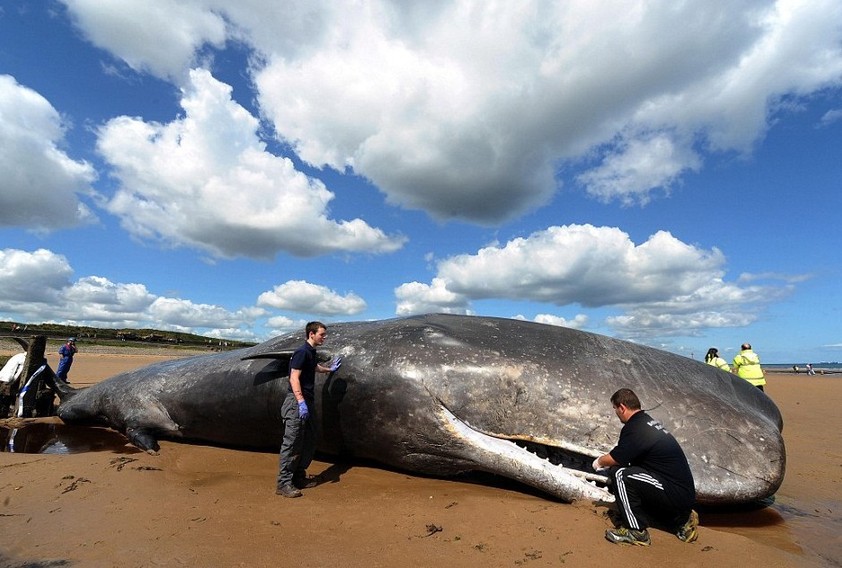 A 20 ton sperm whale lies dead after beaching on May 31, 2011 in Cleveland, England. [Photo/Agencies]