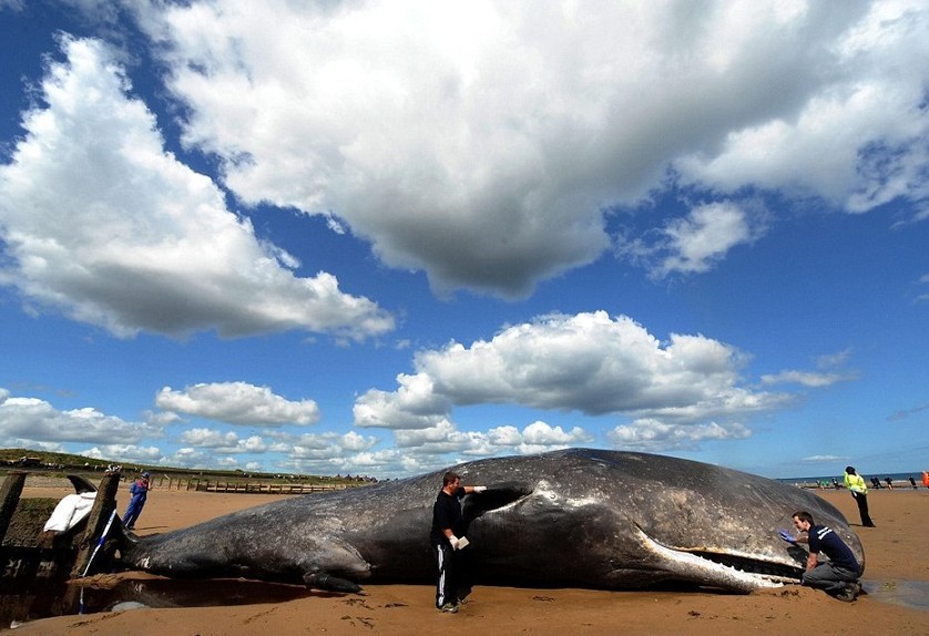 A 20 ton sperm whale lies dead after beaching on May 31, 2011 in Cleveland, England. [Photo/Agencies] 