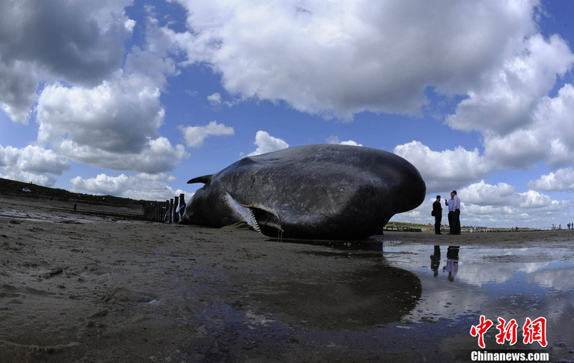 A 20 ton sperm whale lies dead after beaching on May 31, 2011 in Cleveland, England. This 20 ton 44 ft long Sperm whale washed up on a beach in Cleveland on the north east coast of England. The unfortunate sea beast tragically died after rescuers were unable to move its enormous 44 ft long body back into the North sea from Redcar beach. [Photo/Chinanews.com.cn] 