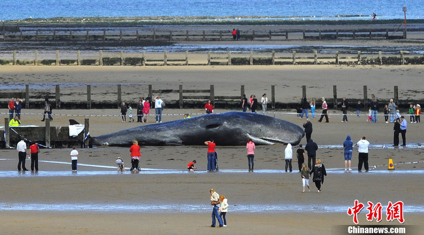 A 20 ton sperm whale lies dead after beaching on May 31, 2011 in Cleveland, England. [Photo/Chinanews.com.cn]