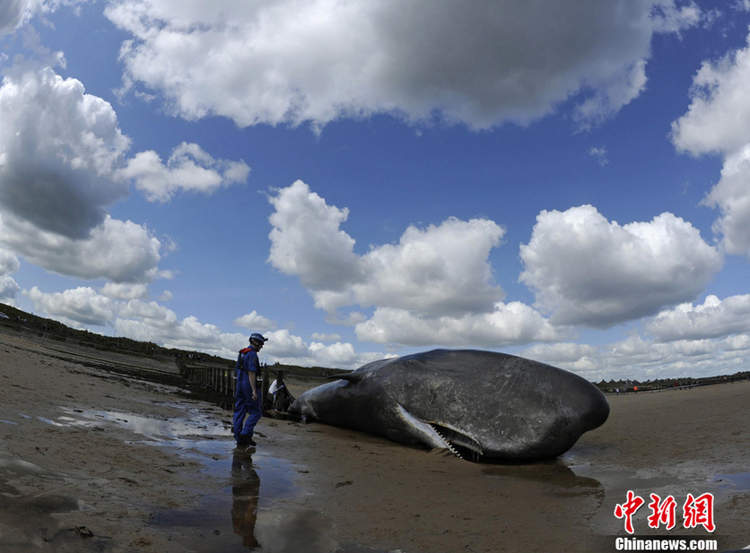 A 20 ton sperm whale lies dead after beaching on May 31, 2011 in Cleveland, England. [Photo/Chinanews.com.cn]