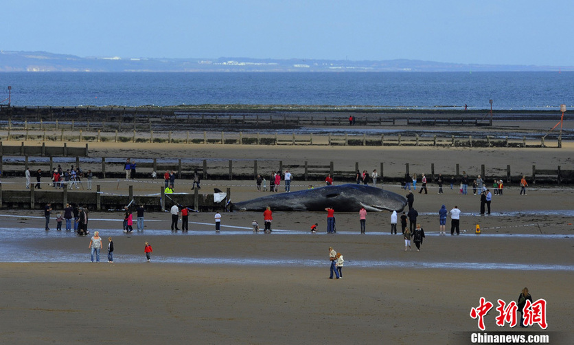 A 20 ton sperm whale lies dead after beaching on May 31, 2011 in Cleveland, England. [Photo/Chinanews.com.cn]