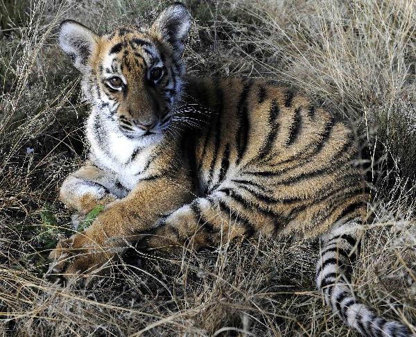 The photo taken on May 30, 2011 shows the new born South China Tiger cub &apos;Huwaa&apos; at Laohu Valley Reserve in South Africa. Save China&apos;s Tigers announced the name of female South China Tiger cub, which was born on Jan 31, 2011, as &apos;Huwaa&apos; Tuesday. [Xinhua] 