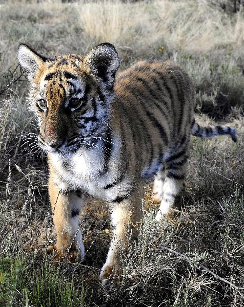 The photo taken on May 30, 2011 shows the new born South China Tiger cub &apos;Huwaa&apos; at Laohu Valley Reserve in South Africa. Save China&apos;s Tigers announced the name of female South China Tiger cub, which was born on Jan 31, 2011, as &apos;Huwaa&apos; Tuesday. [Xinhua] 