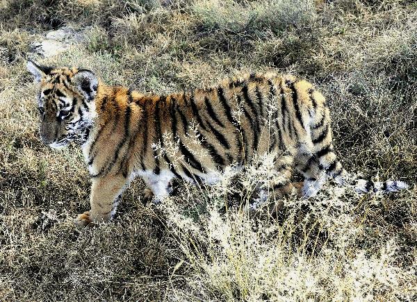 The photo taken on May 30, 2011 shows the new born South China Tiger cub &apos;Huwaa&apos; at Laohu Valley Reserve in South Africa. Save China&apos;s Tigers announced the name of female South China Tiger cub, which was born on Jan 31, 2011, as &apos;Huwaa&apos; Tuesday. [Xinhua] 