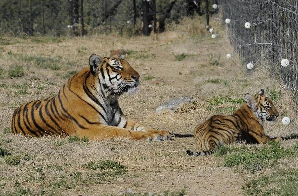 The photo taken on May 30, 2011 shows the new born South China Tiger cub &apos;Huwaa&apos; and its mother Cathay at Laohu Valley Reserve in South Africa. Save China&apos;s Tigers announced the name of female South China Tiger cub, which was born on Jan 31, 2011, as &apos;Huwaa&apos; Tuesday. [Xinhua]