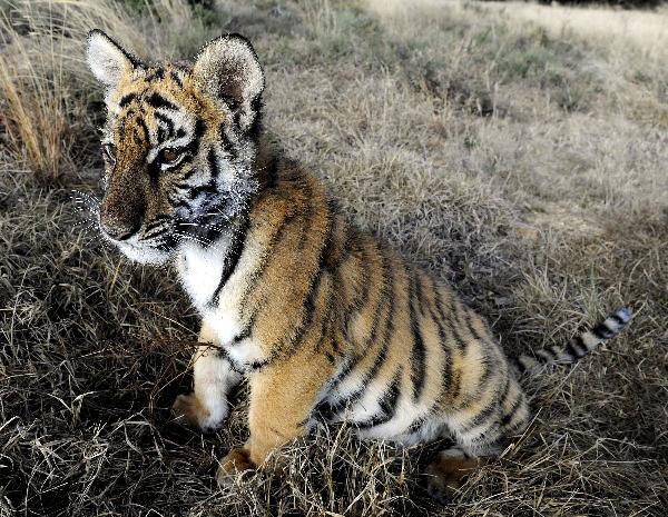 The photo taken on May 30, 2011 shows the new born South China Tiger cub &apos;Huwaa&apos; at Laohu Valley Reserve in South Africa. Save China&apos;s Tigers announced the name of female South China Tiger cub, which was born on Jan 31, 2011, as &apos;Huwaa&apos; Tuesday. [Xinhua] 