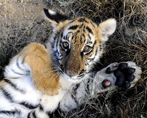 The photo taken on May 30, 2011 shows the new born South China Tiger cub &apos;Huwaa&apos; at Laohu Valley Reserve in South Africa. Save China&apos;s Tigers announced the name of female South China Tiger cub, which was born on Jan 31, 2011, as &apos;Huwaa&apos; Tuesday. [Xinhua] 