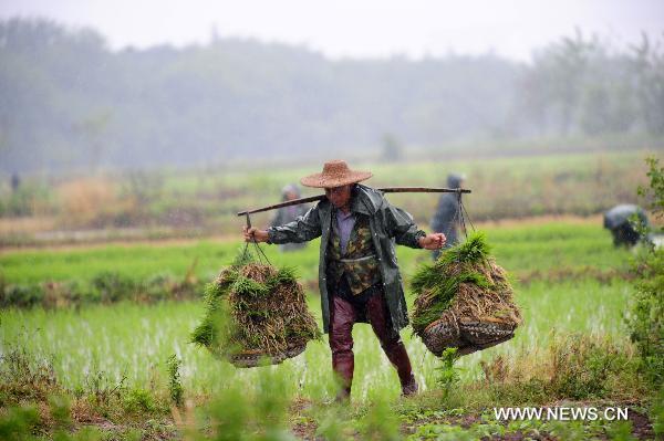 A farmer carries rice seedings the field in the rain in Jianli County, central China&apos;s Hubei Province, May 31, 2011. The rain eased the drought in Hubei Province while farmers seized the time to transplant rice.