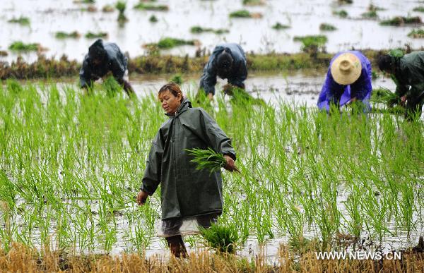 Farmers transplant rice the field in the rain in Jianli County, central China&apos;s Hubei Province, May 31, 2011. The rain eased the drought in Hubei Province while farmers seized the time to transplant rice.