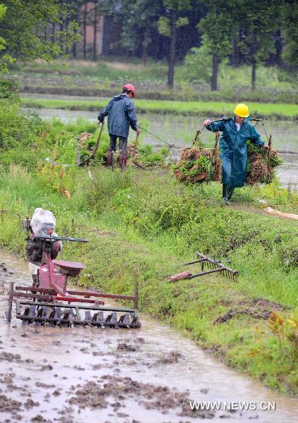 Farmers carry rice seedings the field in the rain in Jianli County, central China&apos;s Hubei Province, May 31, 2011. The rain eased the drought in Hubei Province while farmers seized the time to transplant rice.(
