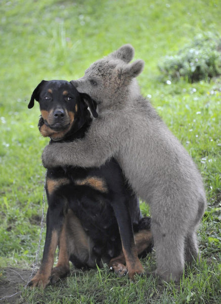 Bear cub Medo plays with the Logar family dog in Podvrh village, central Slovenia June 1, 2011. The Slovenian Logar family has adopted the three-and-half-month-old bear cub that strolled into their yard about 30 days ago. Although the family would like to prepare a fenced enclosure for it, veterinary authorities would prefer to move it into a shelter for wild animals. [China Daily/Agencies]