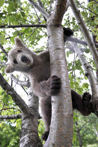 Bear cub Medo plays in a cherry tree in Podvrh village, central Slovenia June 1, 2011. [China Daily/Agencies]