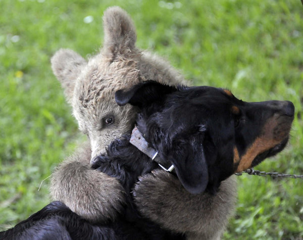 Brown bear (Ursus arctos) cub Medo plays with the Logar family dog in Podvrh village, central Slovenia June 1, 2011. [China Daily/Agencies]