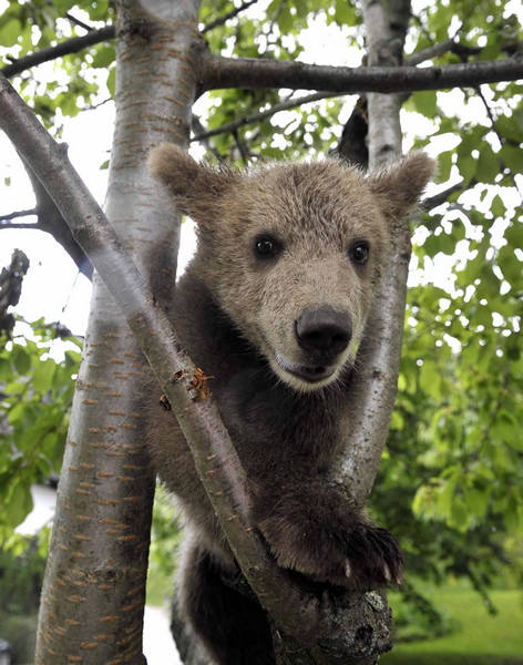 Brown bear (Ursus arctos) cub Medo is seen near the Logar family house in Podvrh village, central Slovenia June 1, 2011. [China Daily/Agencies]