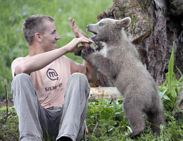 Matevz Logar plays with brown bear (Ursus arctos) cub Medo in Podvrh village, central Slovenia June 1, 2011. [China Daily/Agencies]