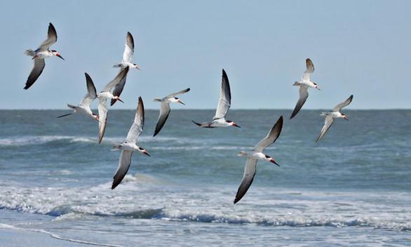 Seabirds [File photo]