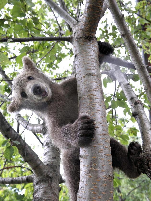 Bear cub Medo plays in a cherry tree in Podvrh village, central Slovenia June 1, 2011. [Agencies]